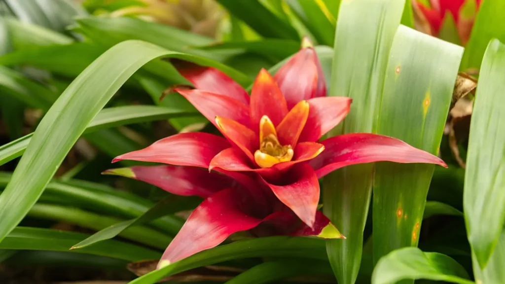 guzmania