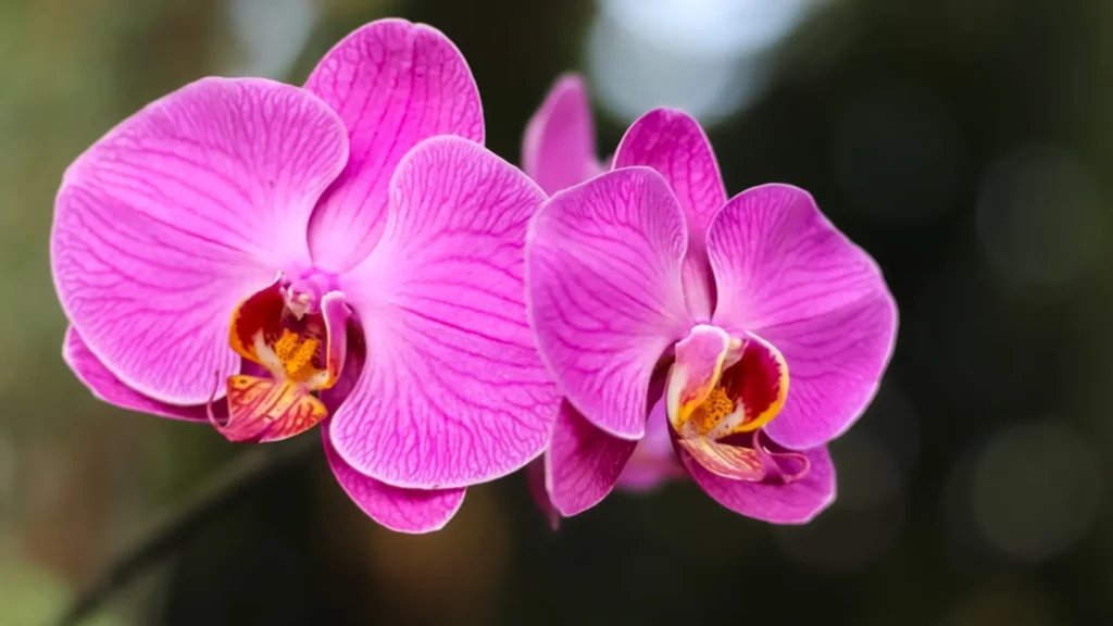 phalaenopsis