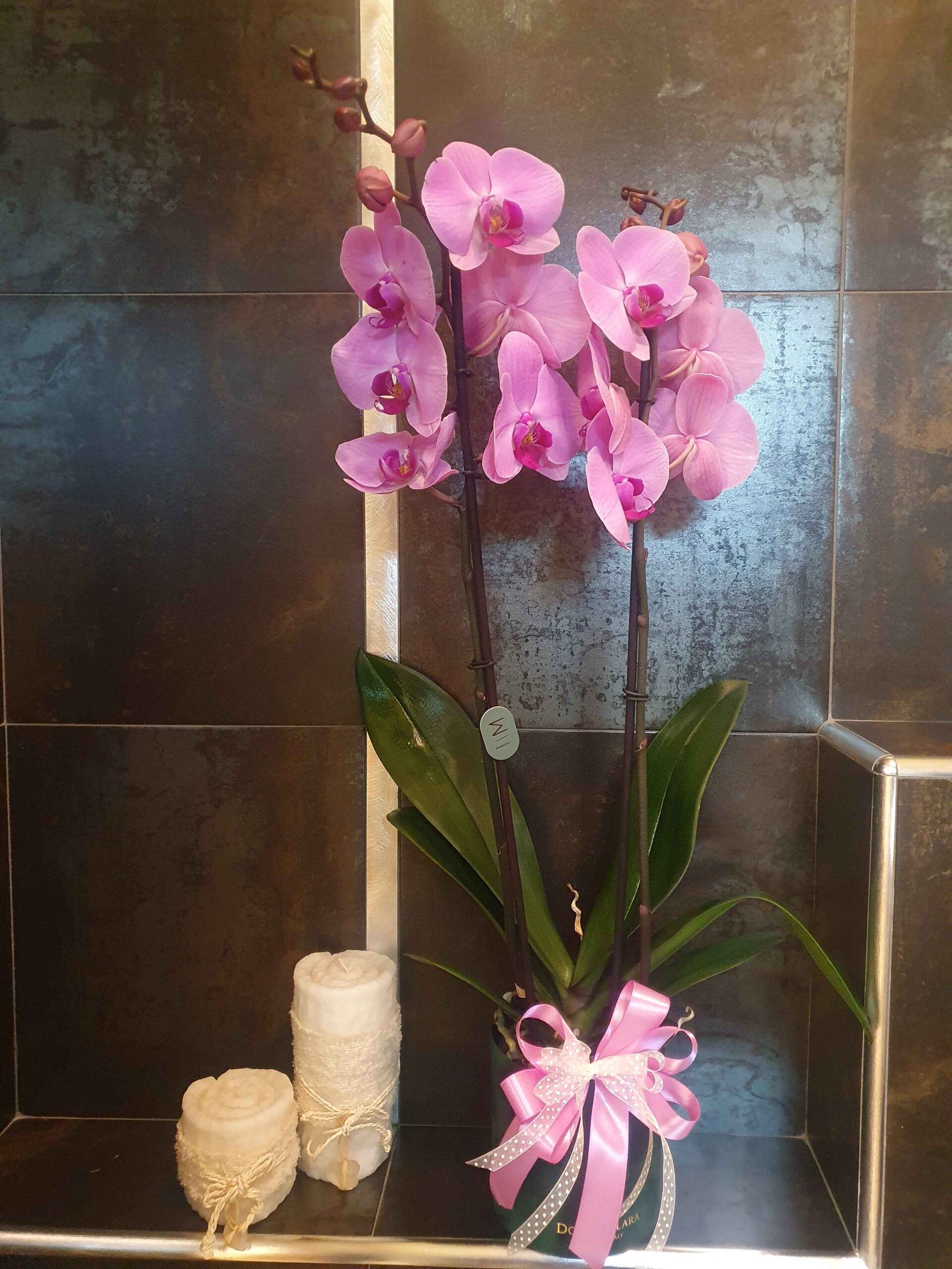 Phalaenopsis rosa con vaso