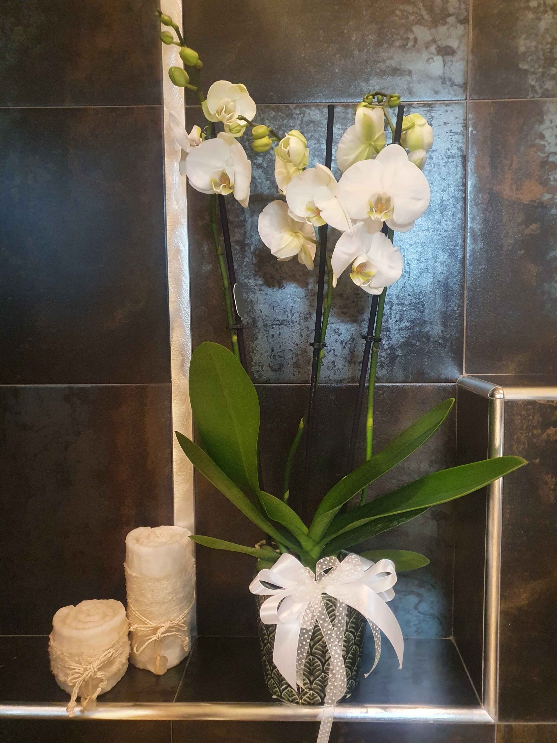 Phalaenopsis bianco con vaso