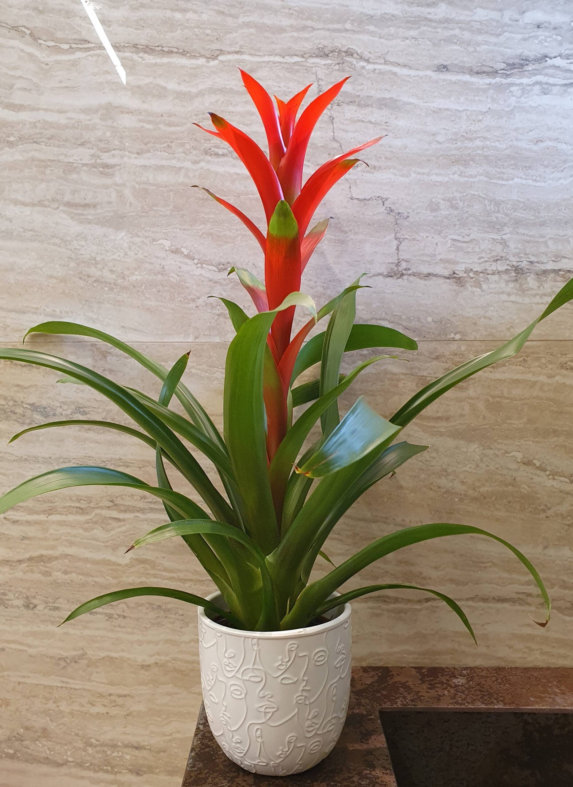 Pianta di Guzmania con vaso (immagine rappresentativa)
