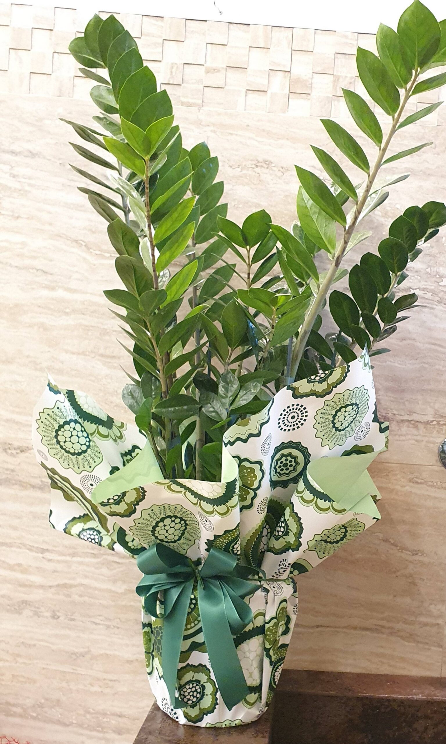 Zamioculcas