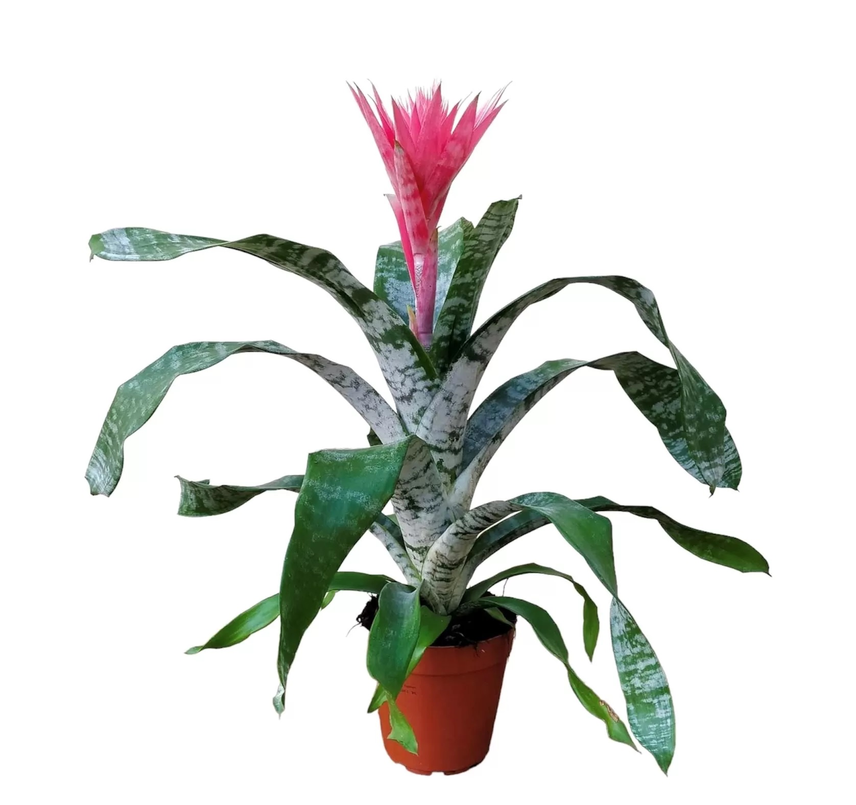 Pianta di bilbergia in bella confezione (immagine rappresentativa)