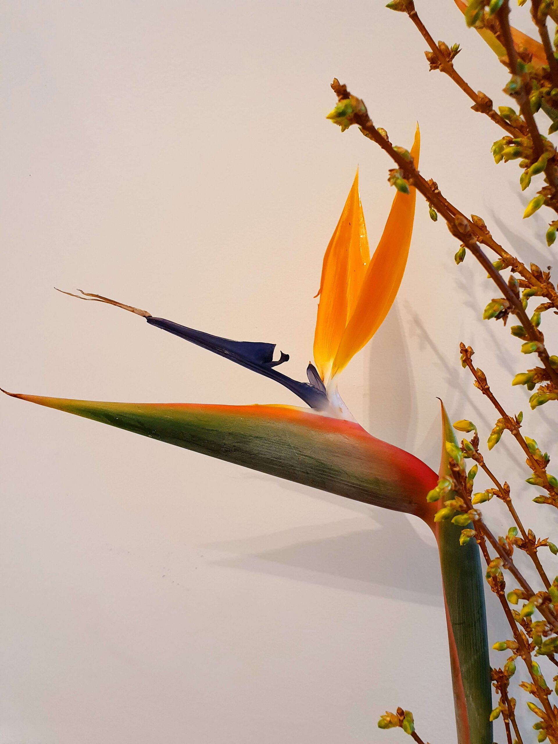 MAZZO DECORATIVO CON COLORI SOLARI - immagine 4